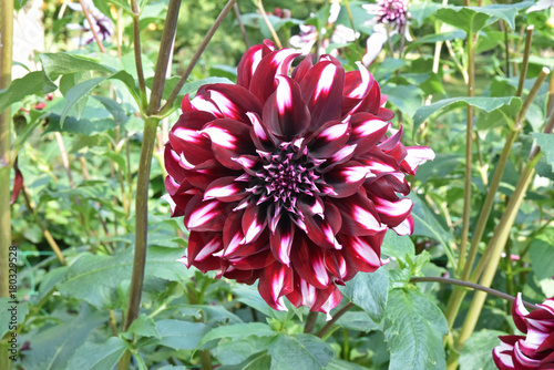 Fototapeta Naklejka Na Ścianę i Meble -  Dahlia rouge et blanc en été au jardin