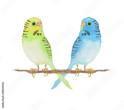 セキセイインコ 水彩 イラスト Stock イラスト Adobe Stock セキセイインコ 水彩 イラスト Stock イラスト Adobe Stock