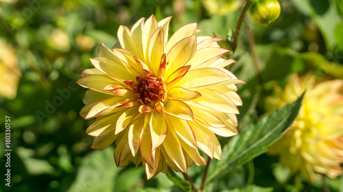 Fototapeta Naklejka Na Ścianę i Meble -  gartenblume dahlie