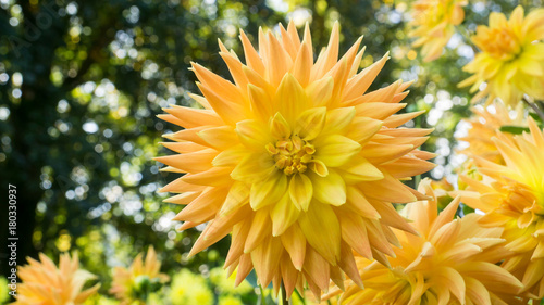 Fototapeta Naklejka Na Ścianę i Meble -  gartenblumen