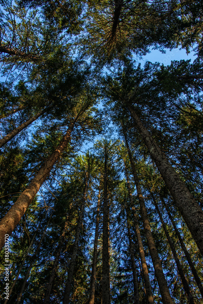 Obraz premium Through the Canopy