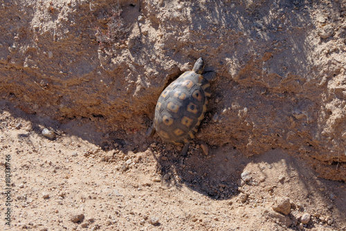 Afrikanische Schnabelbrustschildkröte photo