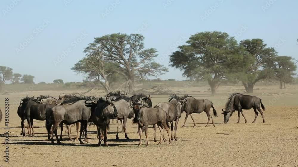 Herd of blue wildebeest (Connochaetes taurinus) in dust, Kalahari desert, South Africa Herd of blue wildebeest (Connochaetes taurinus) in dust, Kalahari desert, South Africa