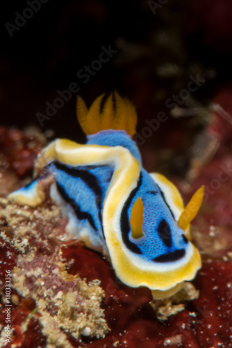 colorful sea slug chromodoris