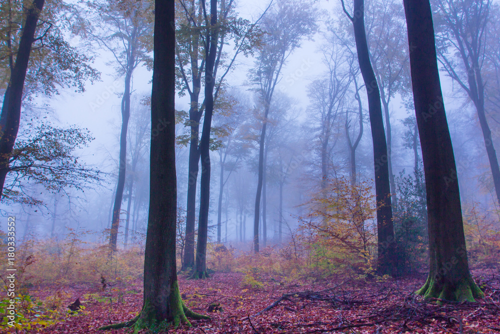 Foggy autumn Forest landscape in Siebengebirge Germany Foggy autumn Forest landscape in Siebengebirge Germany