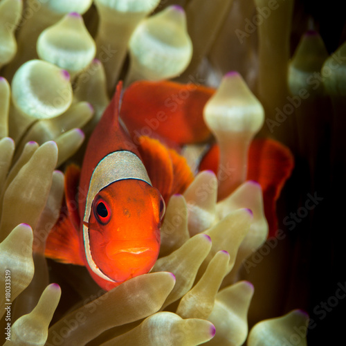 spinecheek anemonefish, clownfish photo