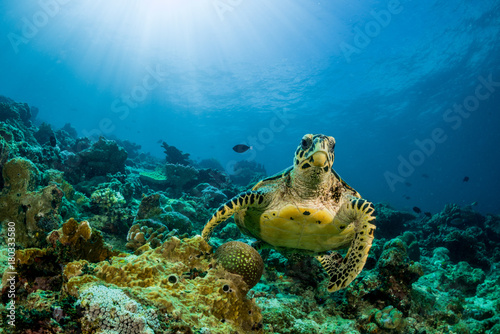 loggerhead turtle swimming over a coral reef with sun rays © Subphoto