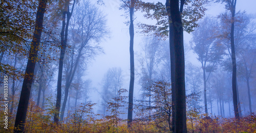 Foggy autumn Forest landscape in Siebengebirge Germany