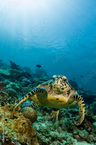 loggerhead turtle swimming over a coral reef with sun rays photo