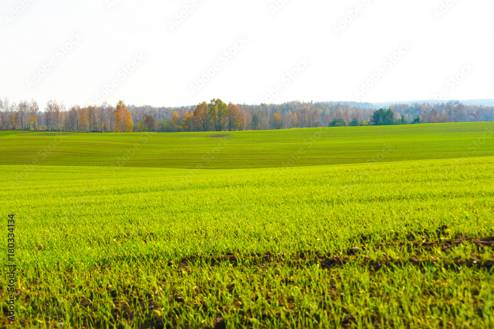 Autumn landscape field of grass on a forest background