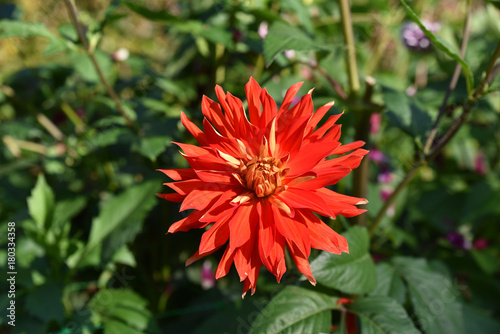 Fototapeta Naklejka Na Ścianę i Meble -  Dahlia rouge en été au jardin