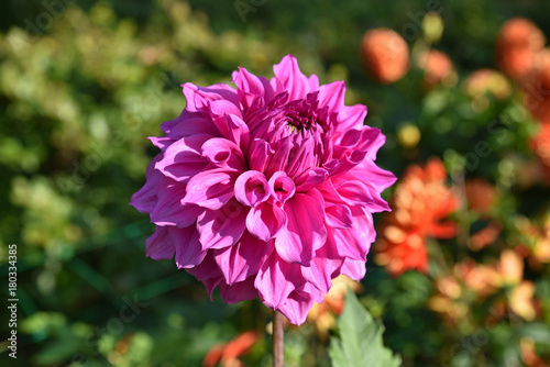 Fototapeta Naklejka Na Ścianę i Meble -  Dahlia rose en été au jardin