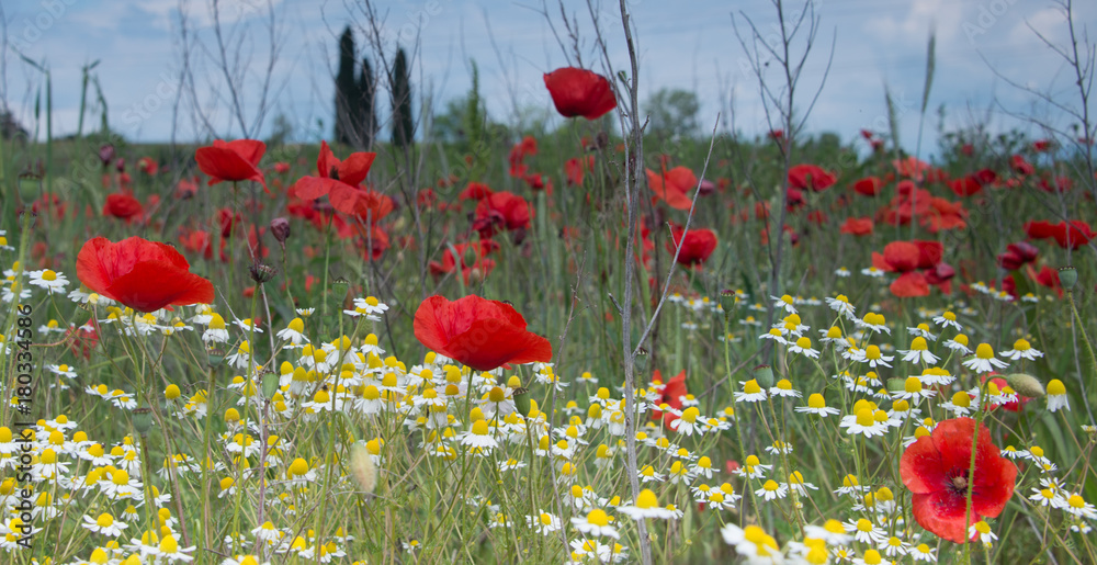 Naklejka premium Italian Poppies