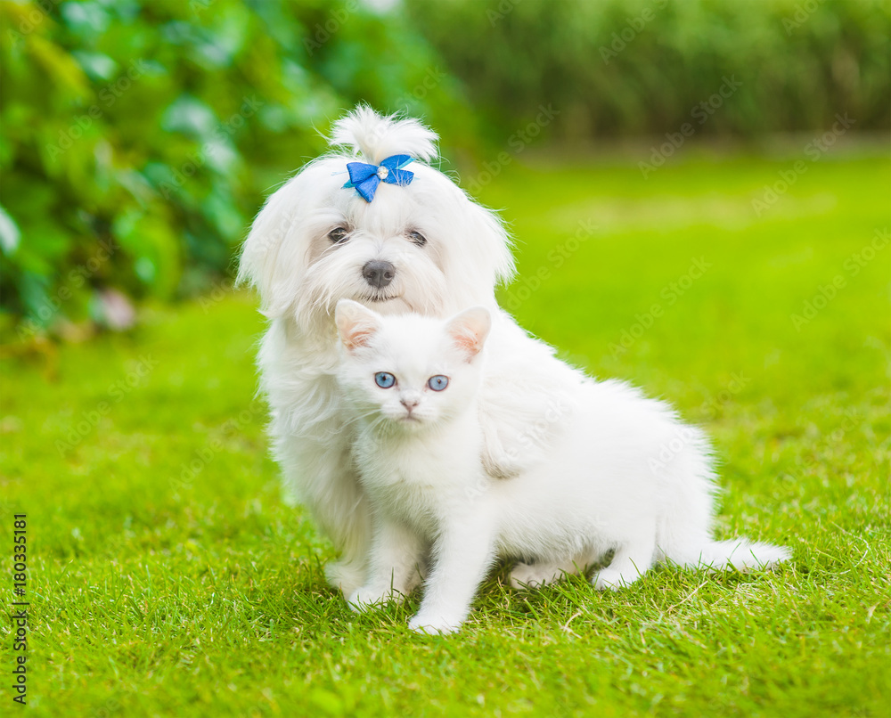 puppy dog embracing little kittens. isolated on white background