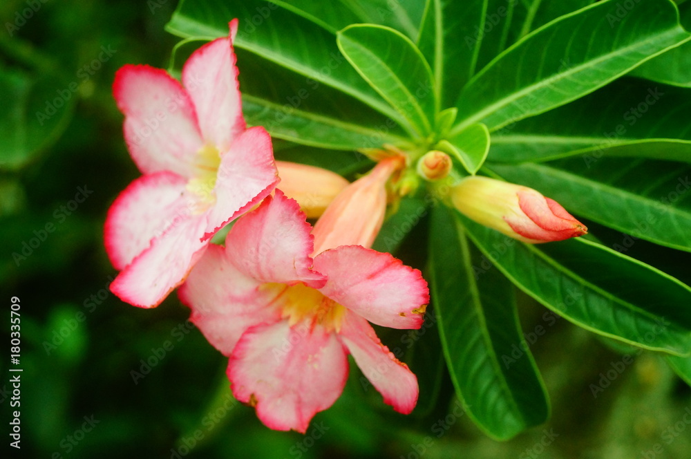 Beautiful flowers, close-up photos of flowers Beautiful flowers, close-up photos of flowers