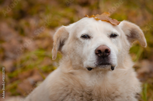 portrait of white dog with a leaf on the head in the autumn forest