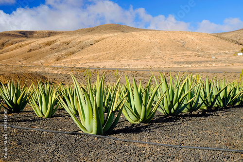 Aloe vera farm on Fuerteventura, Canary Island.