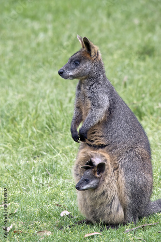 swamp wallaby with joey
