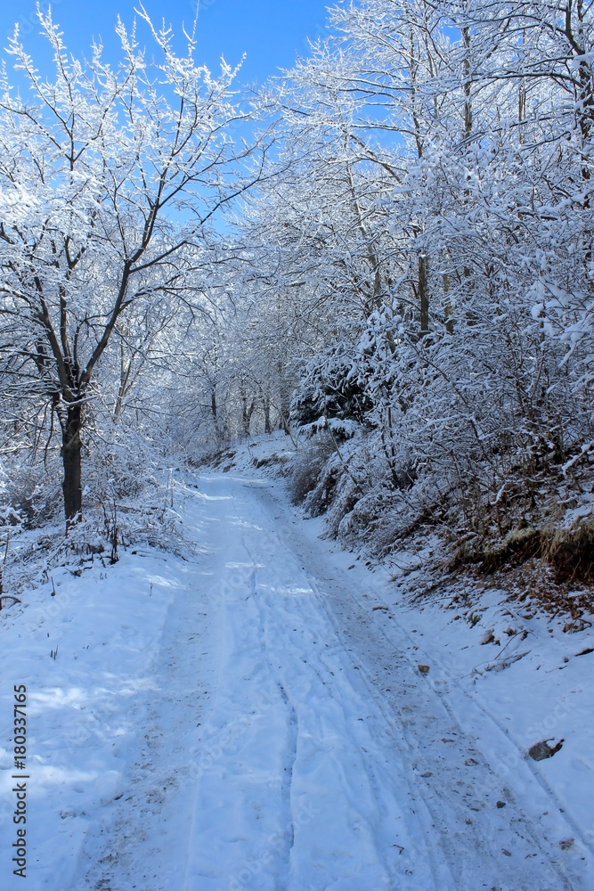 Obraz premium Winter landscape with forest