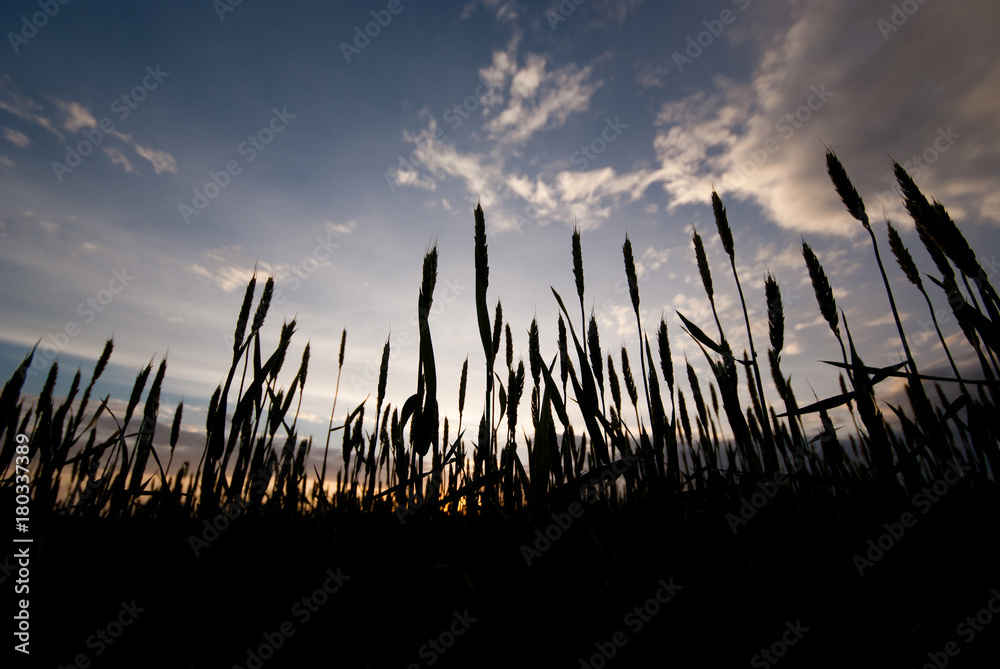 Wheat at sunset