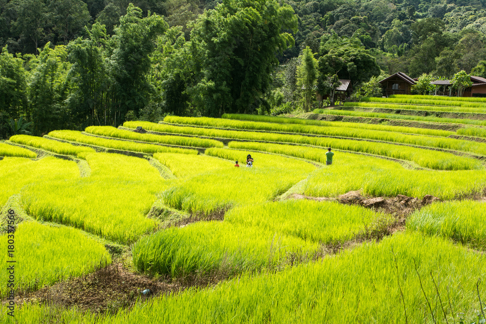 Relaxing with family in rice terraces fields on holiday