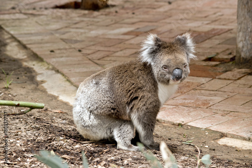 Fototapeta Naklejka Na Ścianę i Meble -  koala