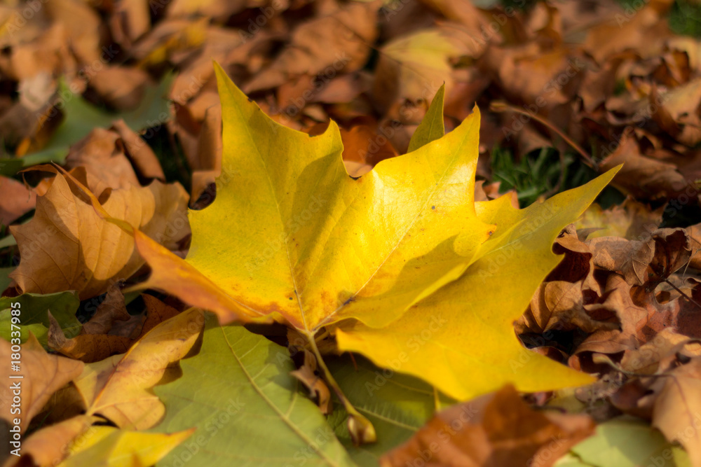 Autumn leaves / Herbstblätter