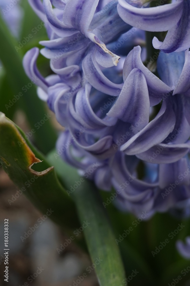 Obraz premium flower