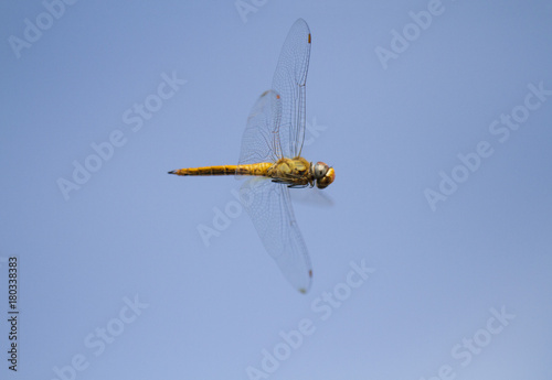 Flying dragonfly with blue sky background