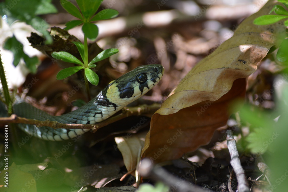Naklejka premium schlange im unterholz in seenähe