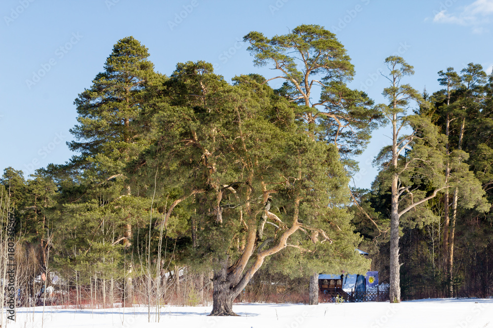 Forest covered with snow on a frosty winter day Forest covered with snow on a frosty winter day