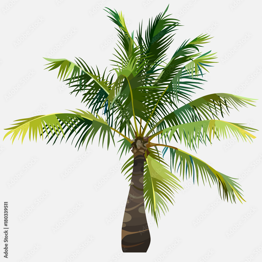 Naklejka premium tree little green fluffy spreading coconut tree