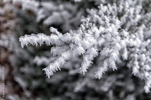 Frost on fir tree branches. Winter scene.