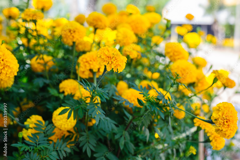 Marigold flowers