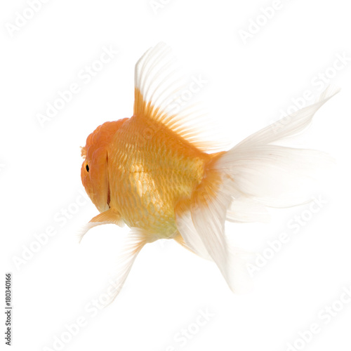 Goldfish - Carassius auratus auratus © Eric Isselée