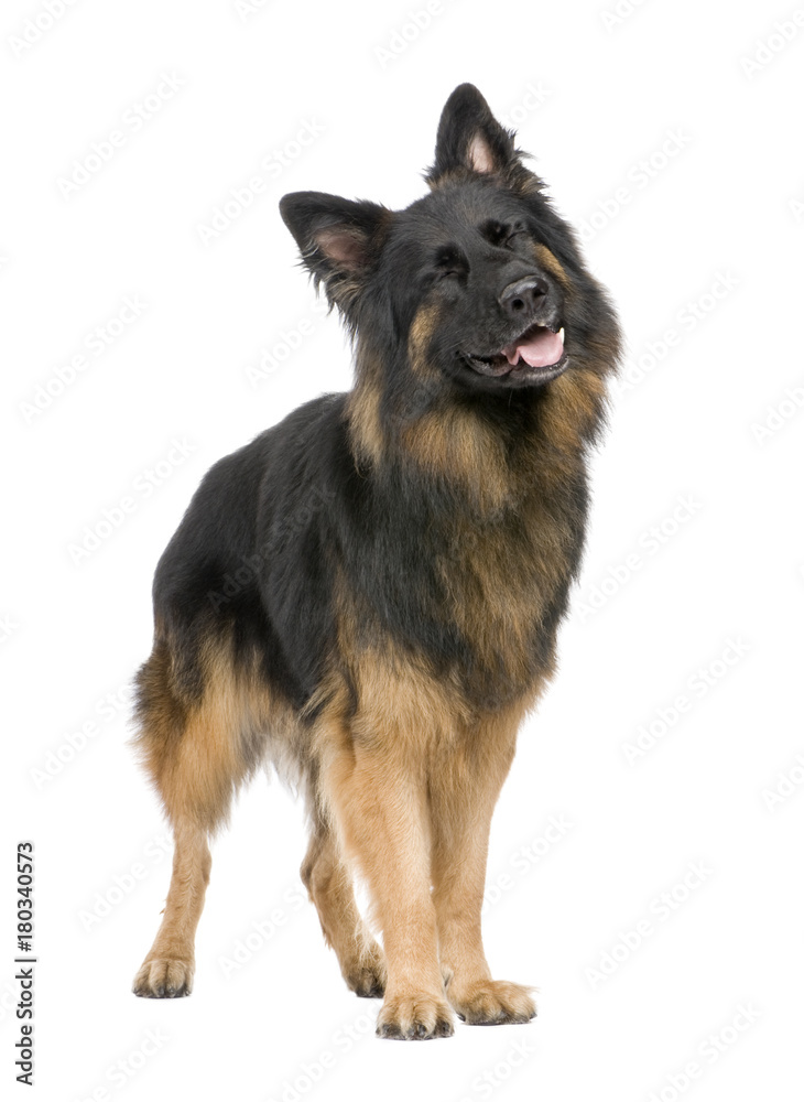 german shepherd (3 years)