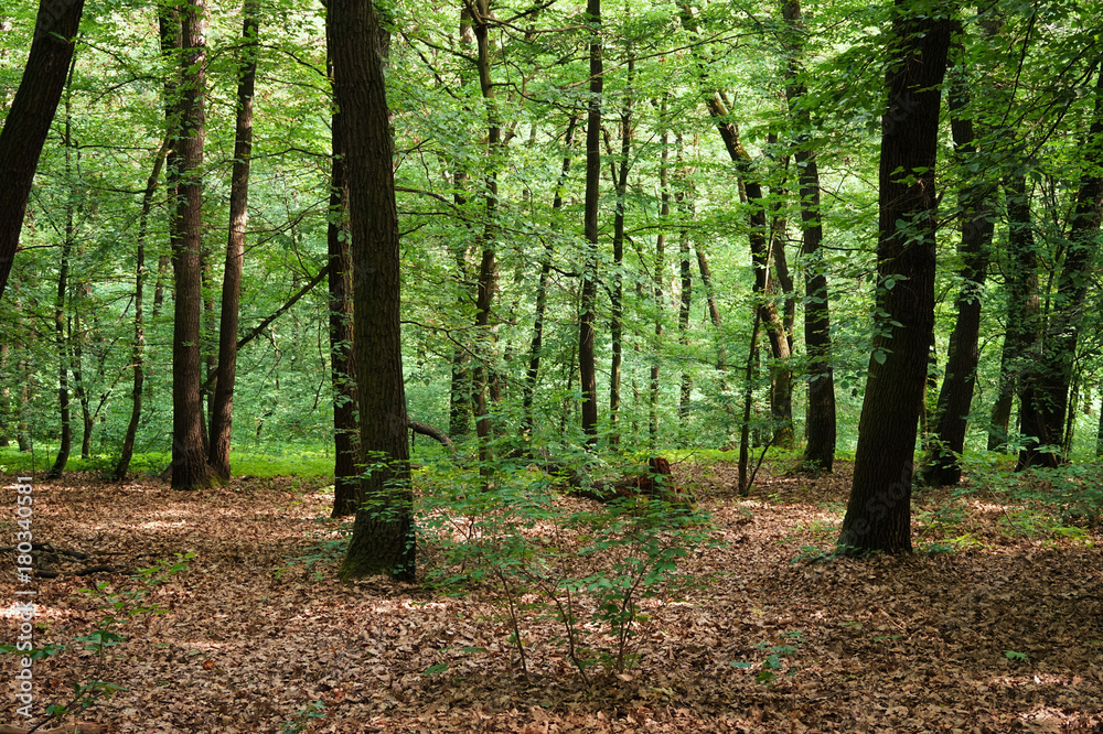 Obraz premium Nature