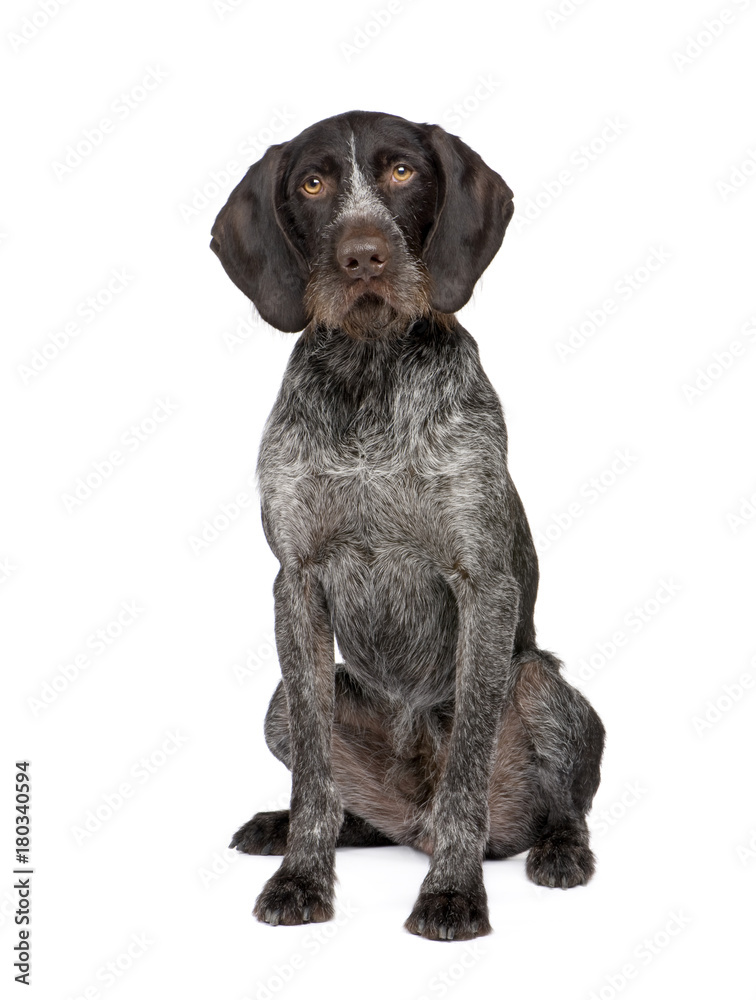 German Shorthaired Pointer (4 years) German Shorthaired Pointer (4 years)