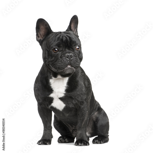 French Bulldog (18 months)
