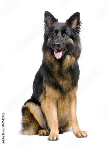 german shepherd (3 years)