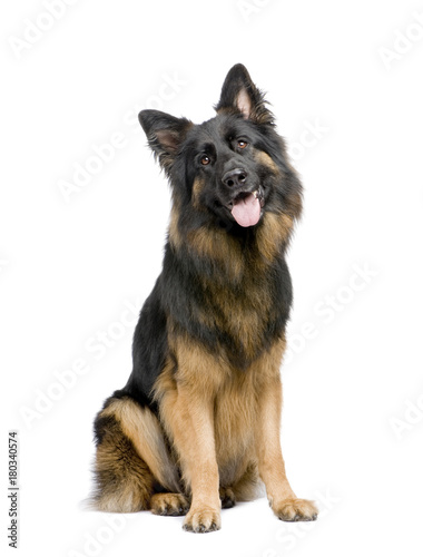 german shepherd (3 years)