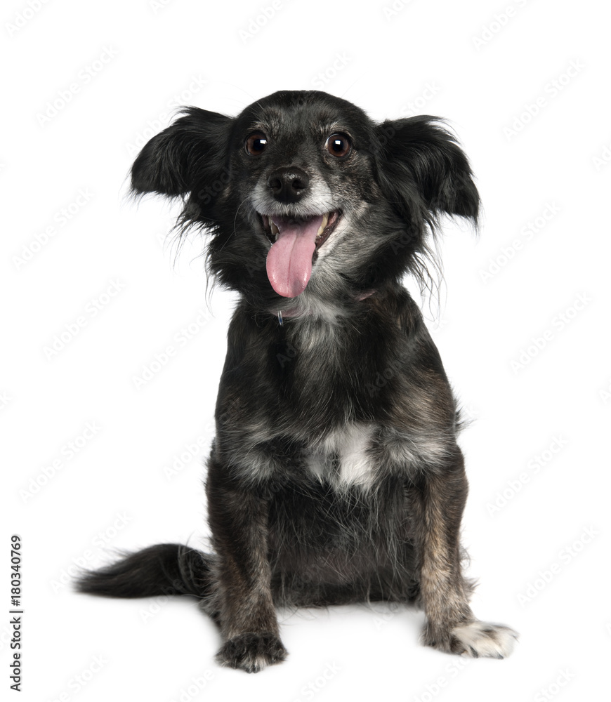 Mixed-Breed Dog (8 years old)