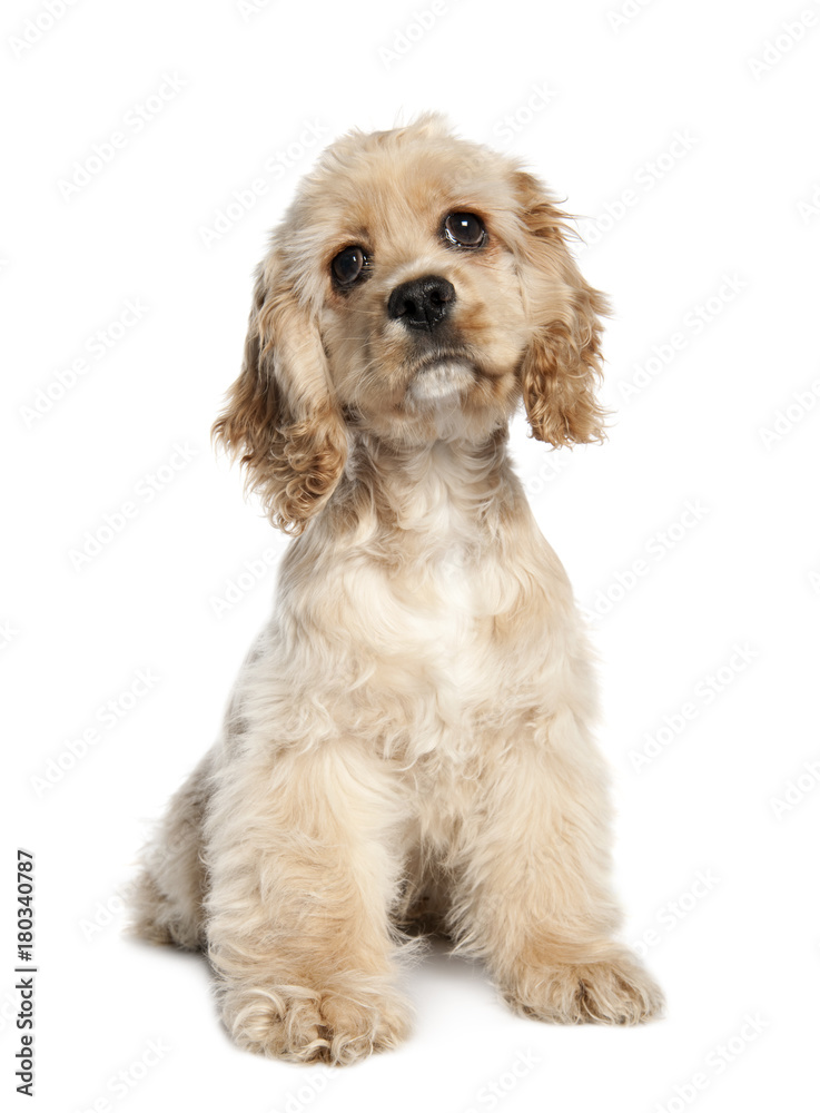 American Cocker Spaniel puppy (4 months old) American Cocker Spaniel puppy (4 months old)