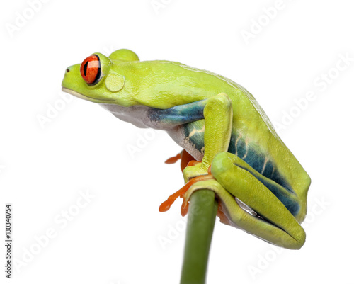 Red-eyed Tree Frog perched on grass, Agalychnis callidryas, in front of white background, studio shot