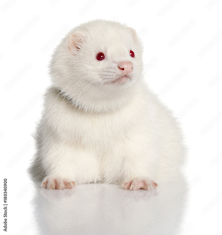 ferret - Mustela putorius furo ferret - Mustela putorius furo