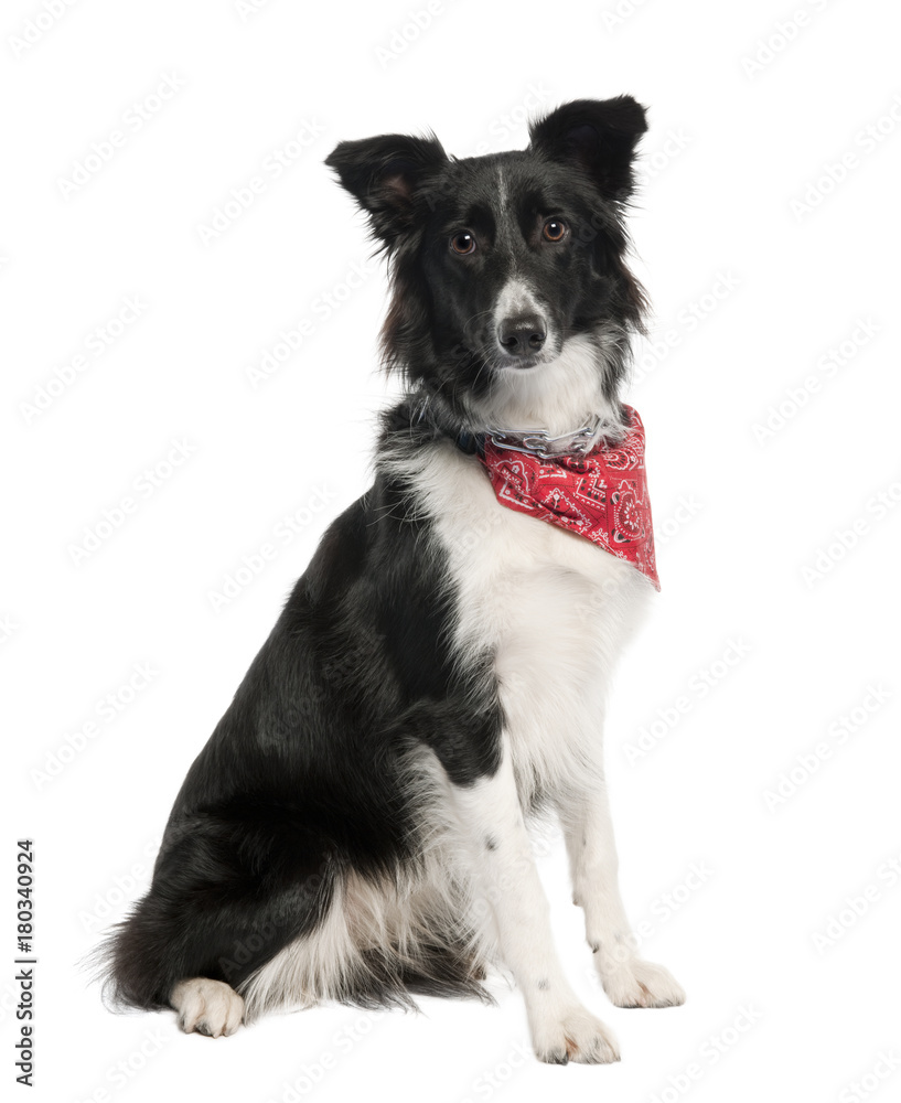 Border Collie dog wearing handkerchief
