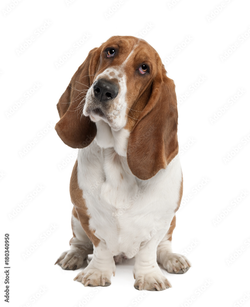 Hush puppies buy 1 clearance get 1