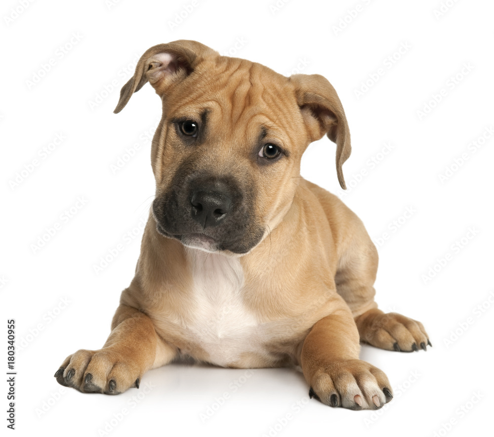 brown puppy American Staffordshire terrier  (9 weeks old)