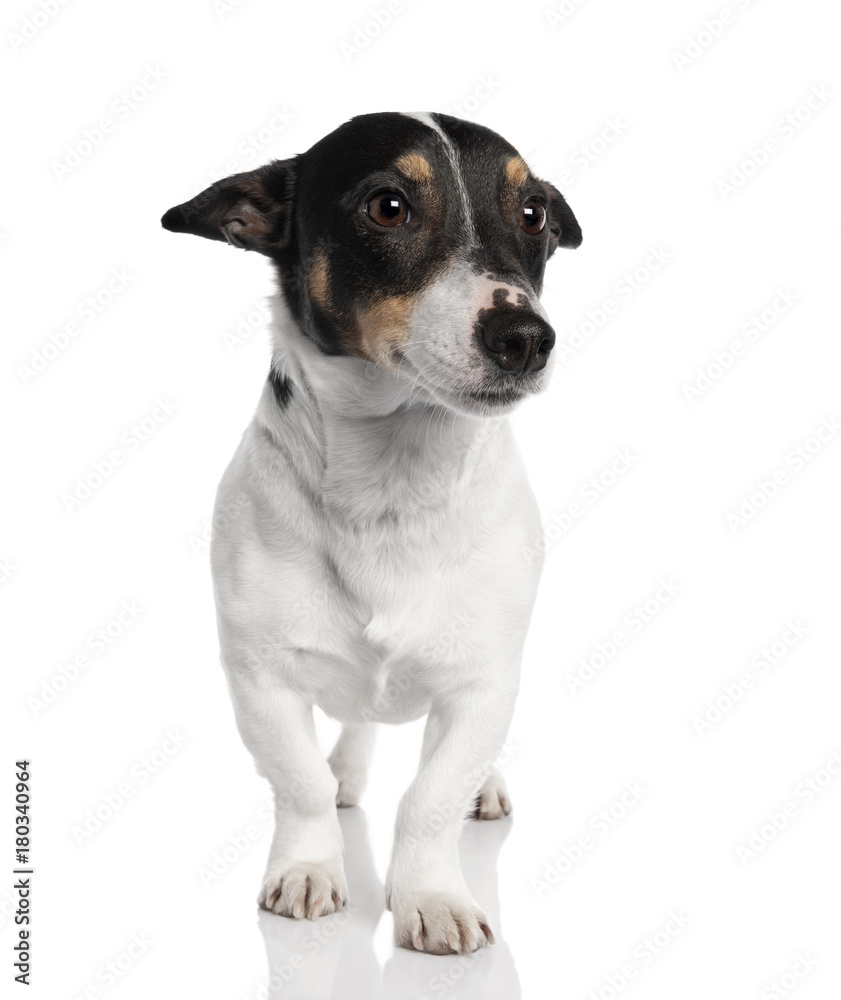 Portrait of Jack Russell Terrier dog standing, studio shot