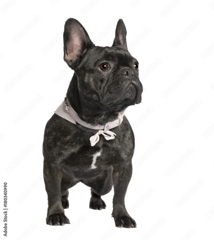 French Bulldog (2 years old)